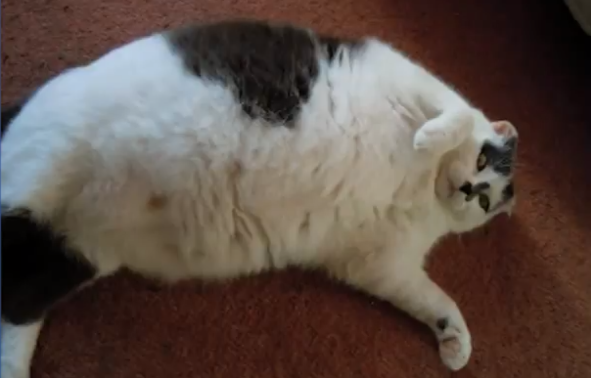 Feta, Djur